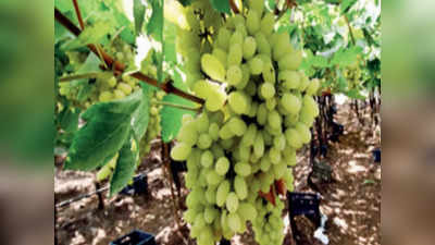 Grapes Price Down: ದ್ರಾಕ್ಷಿ ಉತ್ಪಾದನೆಯಲ್ಲಿ ಹೆಚ್ಚಳ, ಬೆಲೆ ಕುಸಿತ, ಸಂಸ್ಕರಣೆ ಕೊರತೆ- ಸಂಕಷ್ಟಕ್ಕೆ ಸಿಲುಕಿರುವ ರೈತರು
