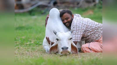 अब UP की गायों को मिलेगा केयर टेकर, टहलाने पर भी दिया जाएगा खास ध्यान, जानिए क्या है सीएम योगी का नया आदेश