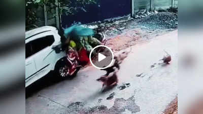 Viral Video: स्कूटी के पीछे दौड़ने लगे आवारा कुत्ते, CCTV में कैद हुई खतरनाक घटना