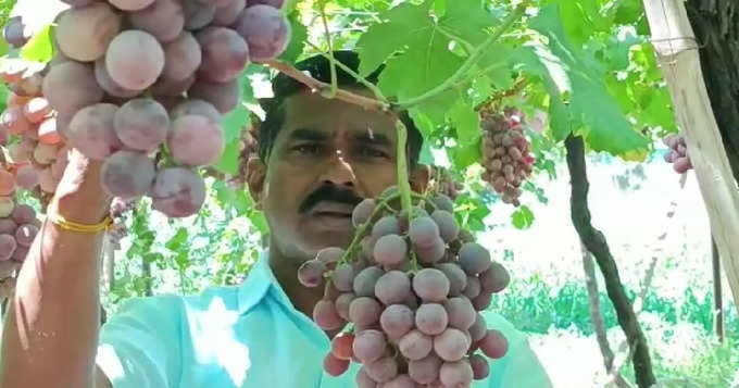 द्राक्ष शेतीसाठी रेड ग्लोबला प्राधान्य