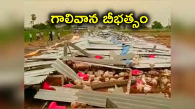 Jangaon: గాలివానకు 2000 కోళ్లు బలి.. 30 లక్షలు వర్షార్పణం 