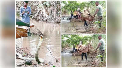 అనకాపల్లి: పడగవిప్పిన మూడు కింగ్ కోబ్రాలు.. బాబోయ్ చూస్తేనే గుండె ఆగిపోయేలా ఉంది!