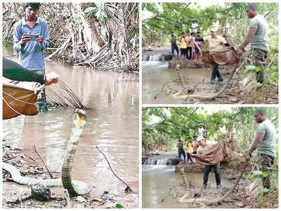 అనకాపల్లి: పడగవిప్పిన మూడు కింగ్ కోబ్రాలు.. బాబోయ్ చూస్తేనే గుండె ఆగిపోయేలా ఉంది!