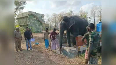 எம்.ஆர்.பாளையம் மறுவாழ்வு மையத்திற்கு வந்த சுந்தரி யானை.. வன கால்நடை மருத்துவ அலுவலர் பரிசோதனை..