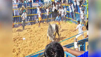 வீரர்களை பந்தாடிய விஜயபாஸ்கரின் காளைகள் - இருந்திராப்பட்டி ஜல்லிக்கட்டில் சுவாரஸ்யம்!