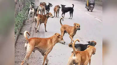 Lucknow में कुत्ते के हमले से महिला की मौत, डॉगी को टहलाने के लिए घर से निकली थी