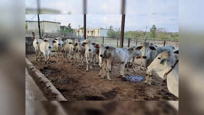 Punjab News: गाय की बछिया को चुराकर किया गलत काम, फिर ले ली जान, 4 आरोपी गिरफ्तार