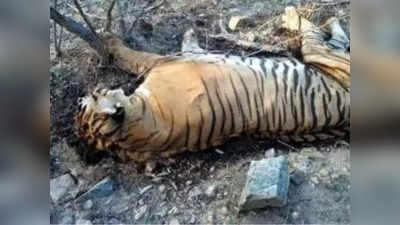 Royal Bengal Tiger: हैदराबाद चिड़ियाघर में रॉयल बंगाल टाइगर की मौत, जान‍िए क‍िस वजह से गई जान