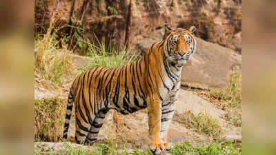 Buxa Tiger Reserve : বক্সার ছবির বাঘ আসলে পরিযায়ী, মানলেন বনকর্তা