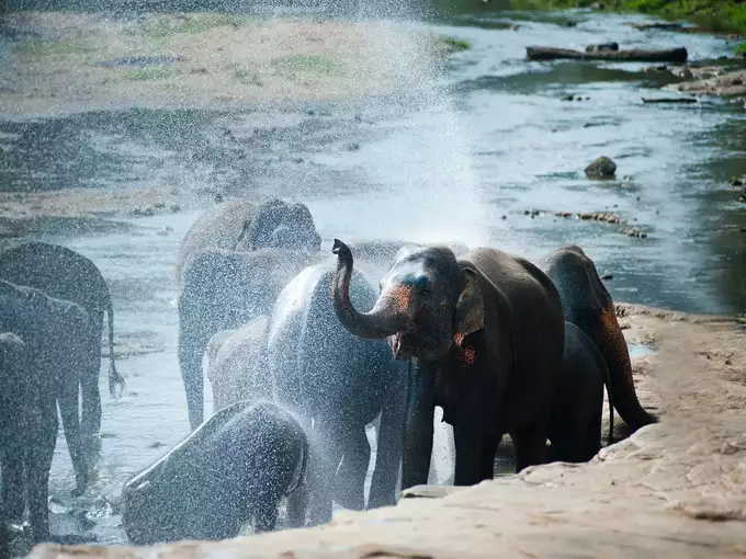 கனவில் யானைக் கூட்டத்தைப் பார்த்தால் என்ன அர்த்தம்