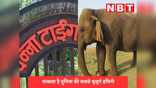 oldest lady elephant claimed to be in panna tiger reserve