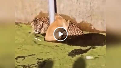 खुद को डूबने से बचाने के लिए तेंदुए की पीठ पर चढ़ा कुत्ता, वीडियो में देखें आगे क्या हुआ