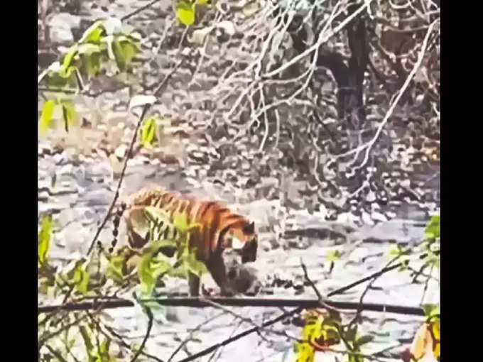 tiger hunt lepard