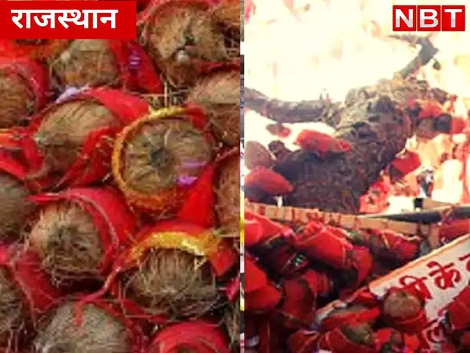 ऐसे रखा नारियलों को सुरक्षित रखने का फैसला