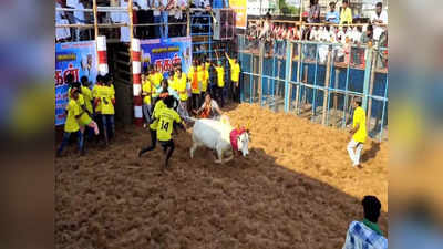 திருச்சியில் கோவில் திருவிழாவை முன்னிட்டு ஜல்லிக்கட்டு: சீறிப்பாய்ந்த காளைகள்