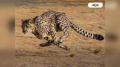 Kuno Cheetah: ৫ দিনের গ্রাম ট্যুরে হরিণ মেরে লাঞ্চ-ডিনার, ঘুম পাড়িয়ে ঘরে ফেরানো হল বিবাগী চিতাকে