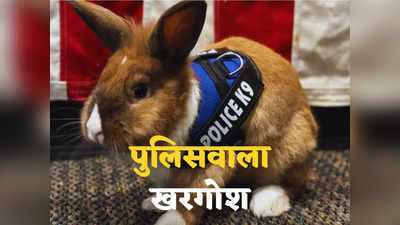 Percy Bunny Cop: यह कोई मामूली खरगोश नहीं, पुलिसवाला है... रोज जाता है थाने, मिली है बड़ी जिम्मेदारी
