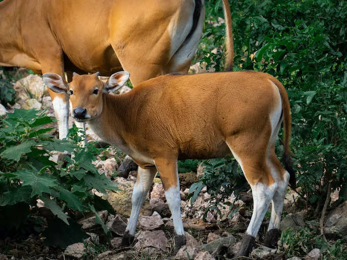 Cow