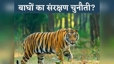 तीन सालों में 184 करोड़ रुपए खर्च फिर भी छत्तीसगढ़ के लिए बड़ी चुनौती, बाघों की संख्या घटकर केवल 19 रह गई