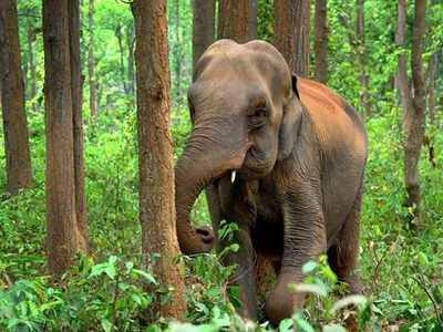 ആറളം ഫാമിൽ വീണ്ടും കാട്ടാന ചരിഞ്ഞു; വയർ വീർത്ത നിലയിൽ