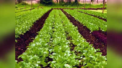 जैविक खेती को बढ़ावा देगी महाराष्ट्र सरकार, 300 एकड़ में चलेगा पायलट प्रोजेक्ट, हर ग्रुप को मिलेंगे 10 लाख रुपये