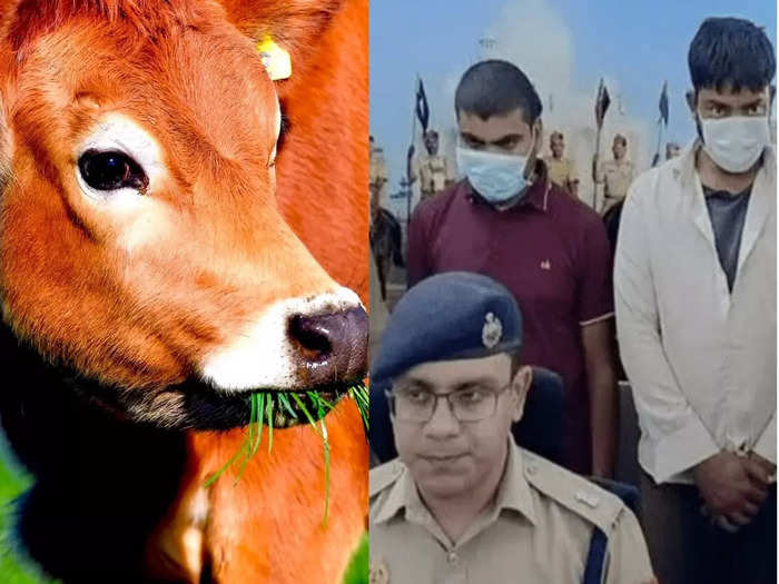 cow murder