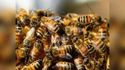 Chandrapur Bee Attack: पहाड़ी पर घूम रहे पर्यटकों पर मधुमक्खियों का हमला, दो की मौत, 5 की हालत गंभीर