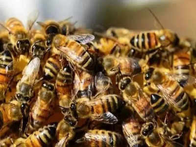 Chandrapur Bee Attack: पहाड़ी पर घूम रहे पर्यटकों पर मधुमक्खियों का हमला, दो की मौत, 5 की हालत गंभीर