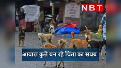Stray Dogs Attack News: भारत में आवारा कुत्तों के बढ़ते हमलों से उठ रहे सवाल, क्या है इसका हल?