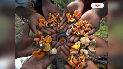Poisonous Mushroom : জঙ্গলের বিষাক্ত মাশরুম খেয়ে একই পরিবারের মৃত ৩, মর্মান্তিক ঘটনা অসমে