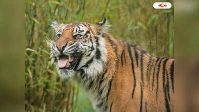 Tiger Census 2023 : সেঞ্চুরি সুন্দরবনে, বাঘের ছবিতে আশা উত্তরে