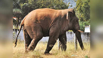 Wild Elephant Attack : ದಾವಣಗೆರೆ ಜನರ ನಿದ್ದೆಗೆಡಿಸಿದ ಕಾಡಾನೆ- ಹೆಜ್ಜೆ ಜಾಡು ಹಿಡಿದು ಕಾರ್ಯಾಚರಣೆ