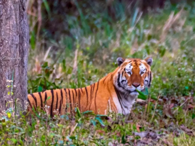 बाघों का घर है भारत