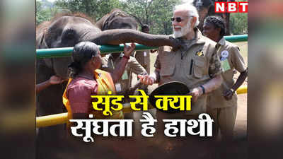 Elephant News: आपको पता है, सूंड से आखिर क्या ढूंढता है हाथी?