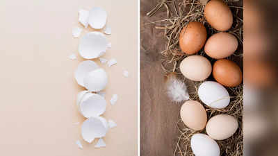 अंडे के छिलके से आसान हो जाते हैं घर के कई काम, फेंकने से बेहतर है ऐसे करें इस्तेमाल