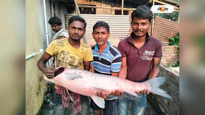 West Bengal Local News : হাওড়ায় মৎসজীবীর জালে উঠল বিশালাকৃতি মাছ, দাম শুনলে চোখ কপালে উঠবে