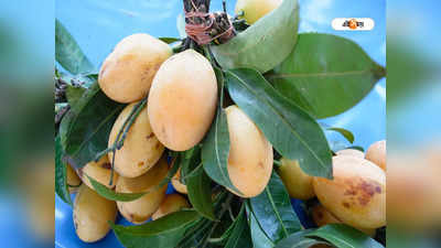 Mango Tree: বাংলাকে ‘লেঙ্গি’ উত্তরপ্রদেশের, ল্যাংড়া আমের স্বীকৃতি পেল যোগী রাজ্য