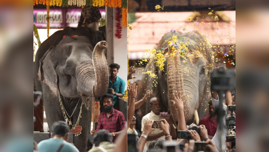 ​കൊമ്പന്മാരെ വെല്ലുന്ന തലയെടുപ്പും, അഴകും; പിടിയാനകൾക്കും ഇവിടെ ആരാധകർ, വ്യത്യസ്തമായി പിടിയാന ഗജമേള 