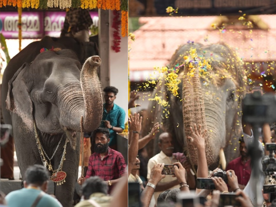 ​കൊമ്പന്മാരെ വെല്ലുന്ന തലയെടുപ്പും, അഴകും; പിടിയാനകൾക്ക...                                         