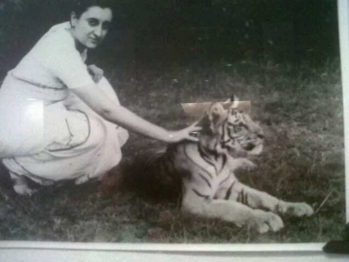 बाघ पर हाथ फेरती दिख रहीं इंदिरा