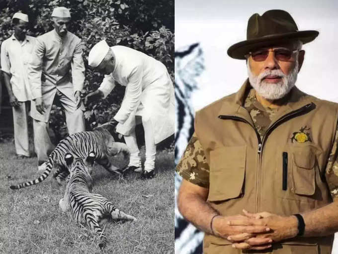 बाघ के बच्चों संग अठखेलियां करते दिखे थे नेहरू