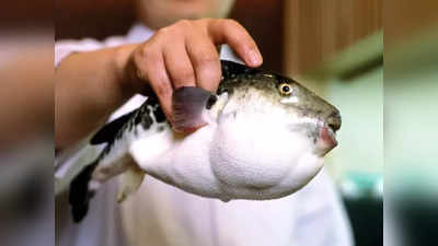 Pufferfish Poison: इस मछली को भूलकर भी न खाना! मलेशिया में पफरफिश खाने से पति-पत्नी की हुई मौत
