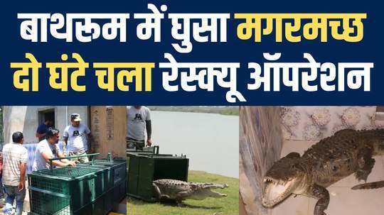 crocodile inside bathroom in firozabad horrifies family forest department rescues