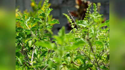 Basil Plant: বাড়িতে কোন তুলসী গাছ লাগালে উপকার সবচেয়ে বেশি? জানুন রাম তুলসী ও শ্যাম তুলসীর পার্থক্য