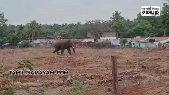 ஒய்யாரமாக நடந்து செல்லும் பாகுபலி காட்டு யானையால் மக்கள் அச்சம்!!