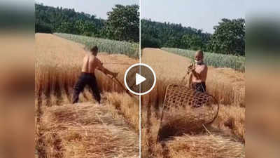 Wheat Cutting Jugaad Viral: किसान का गेहूं की फसल काटने का तरीका वायरल, लोग बोले- ये जुगाड़ तो कमाल है!