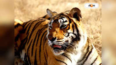 Royal Bengal Tiger : সেঞ্চুরি পার করল সুন্দরবনে বাঘের সংখ্যা, খুশি বন দফতর