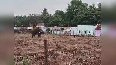 இது என் ஏரியா...கோவை அருகே சாலையில் நடந்து செல்லும் பாகுபலி காட்டு யானை: பொதுமக்கள் அச்சம்