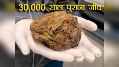 Squirrel Fossil: कनाडा में सोना खोदने के दौरान मिली अजीबोगरीब गेंद, जांच की तो निकली 30,000 साल पुराने जानवर का ममी