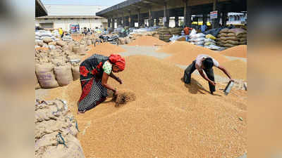 Haryana News: गेहूं खरीद में हरियाणा को केंद्र से राहत, 80% तक खराब फसल की होगी खरीद